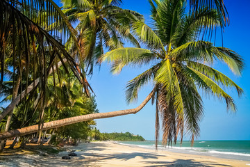 Fototapeta na wymiar Palm on the beach in Thailand
