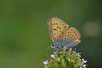Purple-shot Copper (Lycaena alciphron), Greece