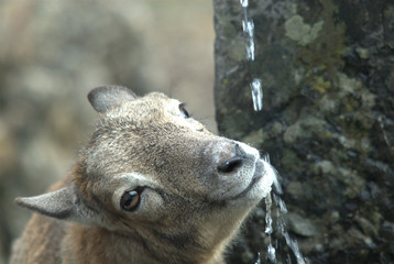 Fototapeta premium Mufflon beim Trinken