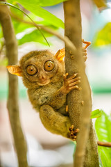 Tarsier monkey in natural environment