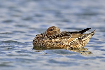 Pintail or Northern Pintail - Anas acuta, Crete 