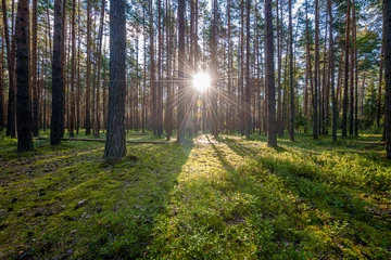  Sunrise in pine forest © haveseen