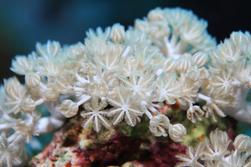 Naklejka premium White pulse coral