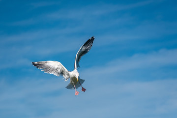 Seagull at USA Pacific coast
