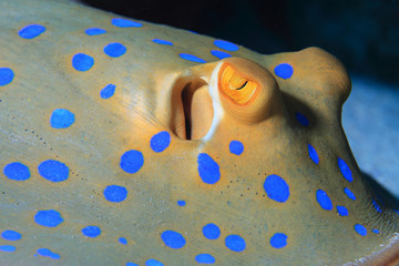 Bluespotted ribbontal stingray © aquapix