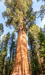Sequoia National Park at autumn