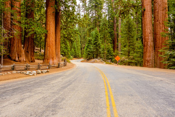 Sequoia National Park Road. California, United States.