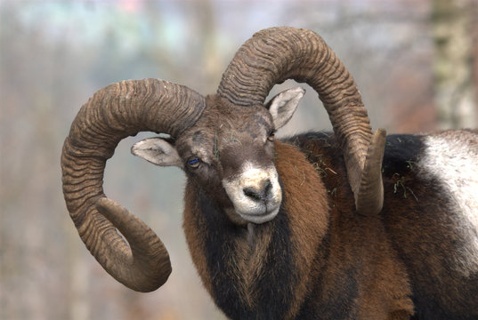 Muffelwidder