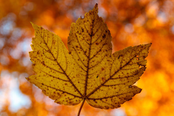 Fototapeta premium Leaf in autumn colors