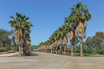 Fototapeta premium road and beautiful palm trees