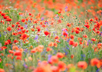 Fototapeta na wymiar Red flowering poppies field
