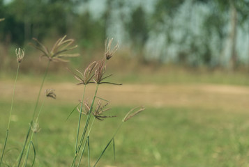 grass flowers