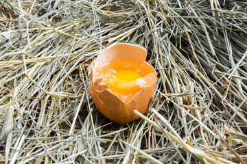 Chicken egg broken. The yolk of the egg. Front view. Hay. Rural view.