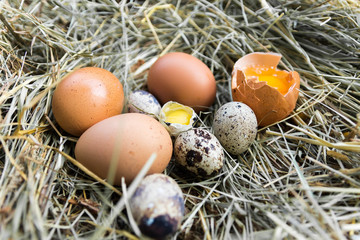 A variety of eggs in the manger. Left view.