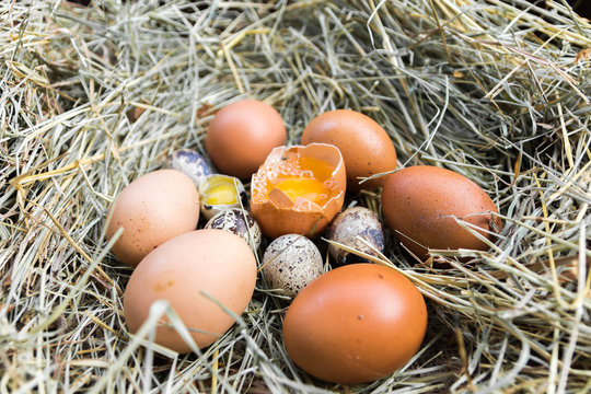A variety of eggs in the manger.