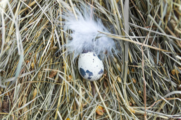 Quail egg in the center of the frame.