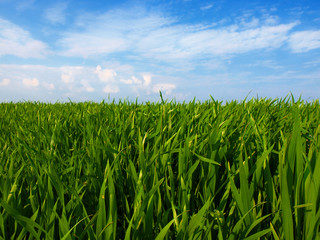 Fototapeta premium green wheat field