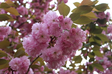 Fiorellini rosa