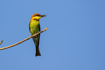 Image of bird on the branch on sky background. Wild Animals. Chestnut-headed Bee-eater (Merops leschenaulti)
