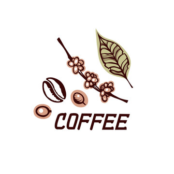 Label with grains and coffee berries. Leaf and branch bush coffee. Lettering. Hand drawn. Vector illustration.