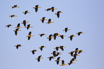 Image flock of male wild duck on the sky. Wild Animals.