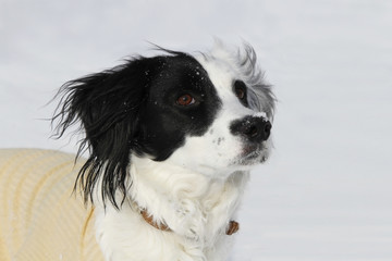 Portrait of a cute dog with some snow on nose looking up