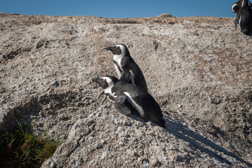 African penguins at Boulders Penguin Colony, Cape Peninsula, South Africa
