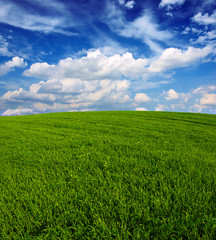 green wheat field