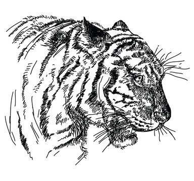 Tiger head vector hand drawing illustration