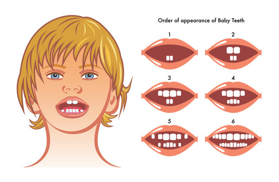 order of appearance of baby teeth