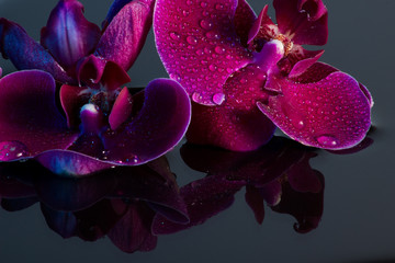 Rote Orchidee mit Wasserspiegelung und Wassertropfen