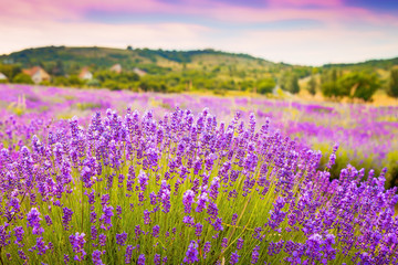 Lavender field near Tihany in Hungary