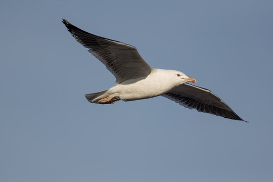 Gliding bird. Seagull flying with level wings against pale blue sky. 