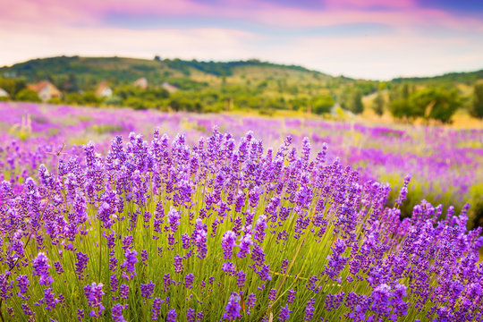 Fototapeta Lavender field near Tihany in Hungary