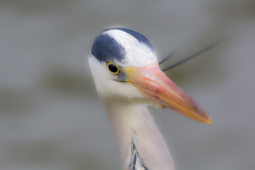 Grey Heron soft focus image (focus on eye). Arty wild bird close-up.