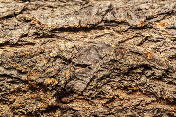 wooden background