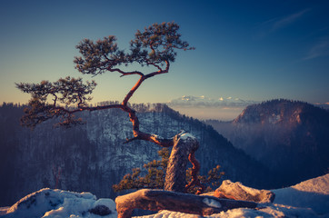 Dwarf pine tree on Sokolica peak, Pieniny mountains, Poland,
