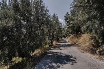 Obraz premium Gravel road and olive trees on the Greek island of Lefkada.