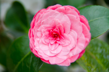 Fragrant rose flower close-up.