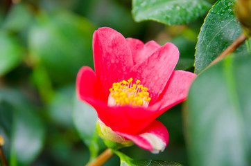 Red, juicy, fragrant flower of pomegranate close-up.