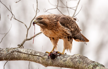 Red-Tailed Hawk starting a meal