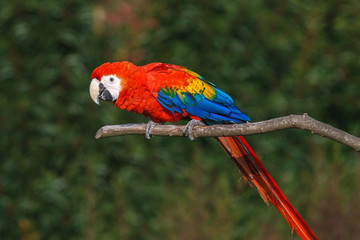 Parrot on a branch