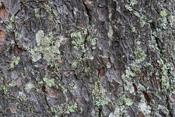 natural pine bark background. weathered