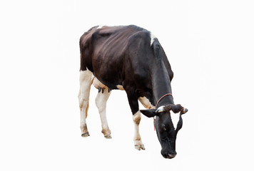 Vache blanche noire courbée manger sur terrain à la ferme