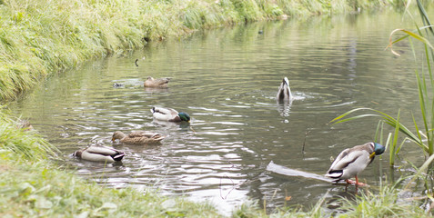 wild ducks on the lake in the park