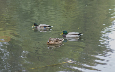 wild ducks on the lake in the park