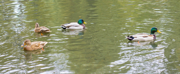 wild ducks on the lake in the park