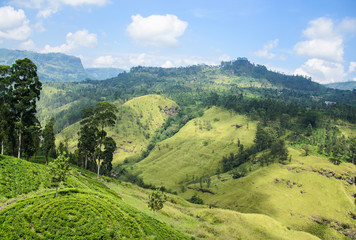 Чайные плантации и горы в Шри-Ланке 