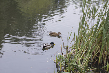 wild ducks on the lake in the park