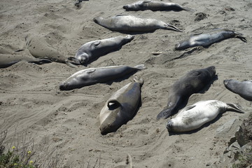 Elephant Seal Viewing Point